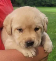 Meadow , a female Labrador Retriever for sale in Geneva, NY – 6 of 9