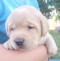 Lasso , English Labrador, a male Labrador Retriever for sale in Geneva, NY – 3 of 10