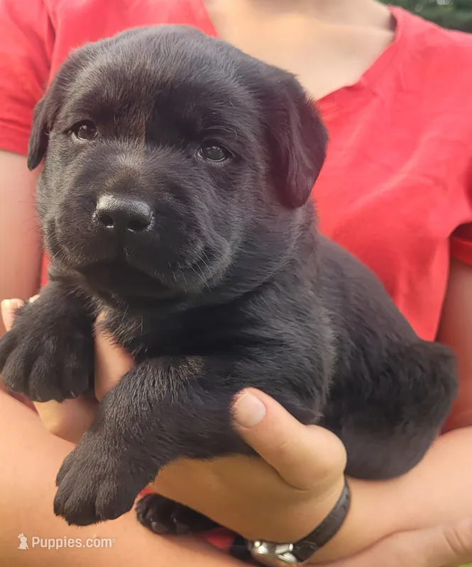 Maverick  – Labrador Retriever puppy for sale in Geneva, NY