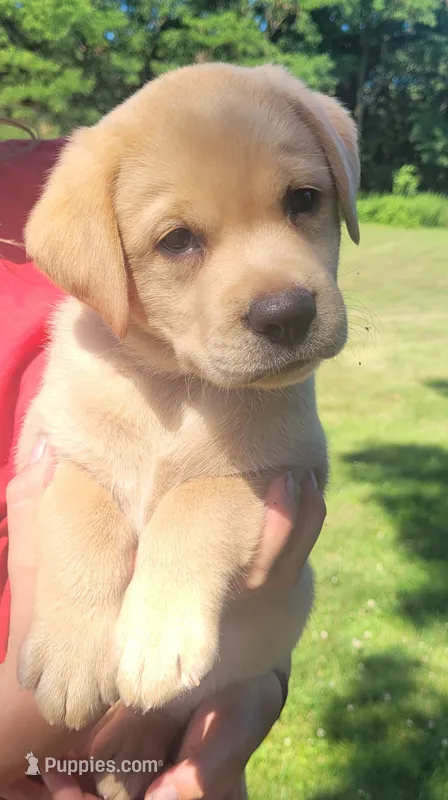 Lasso , English Labrador – Labrador Retriever puppy for sale in Geneva, NY