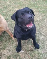 Lexi, English Labrador , a female Labrador Retriever for sale in Geneva, NY – 9 of 10
