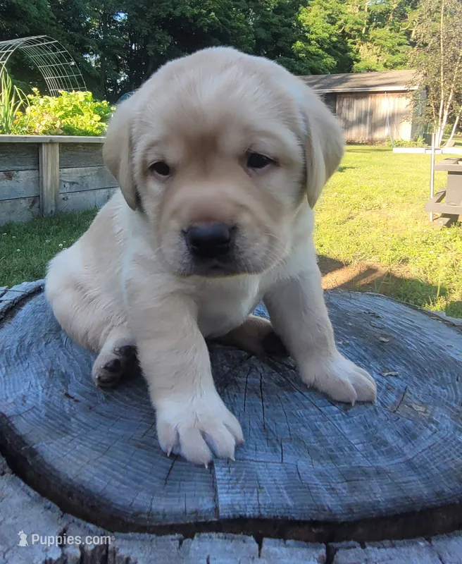 Legend,  English Labrador  – Labrador Retriever puppy for sale in Geneva, NY