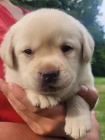 MacGyver , a male Labrador Retriever for sale in Geneva, NY – 2 of 10