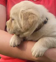 Meadow , a female Labrador Retriever for sale in Geneva, NY – 9 of 9