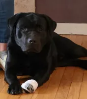 Morgan, a female Labrador Retriever for sale in Geneva, NY – 8 of 10