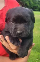 Maverick , a male Labrador Retriever for sale in Geneva, NY – 4 of 10