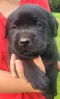 Marshall , a male Labrador Retriever for sale in Geneva, NY – 5 of 10