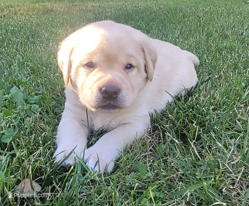 Lexi, English Labrador  – Labrador Retriever puppy for sale in Geneva, NY