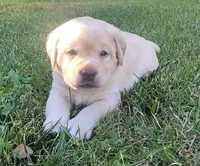 Lexi, English Labrador , a female Labrador Retriever for sale in Geneva, NY – 1 of 10