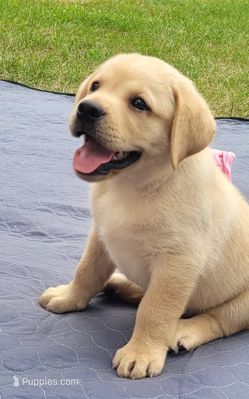 Legend,  English Labrador  – Labrador Retriever puppy for sale in Geneva, NY