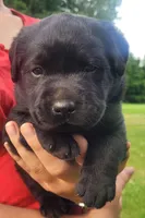 Maverick , a male Labrador Retriever for sale in Geneva, NY – 2 of 10