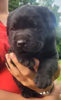 Maverick , a male Labrador Retriever for sale in Geneva, NY – 8 of 10