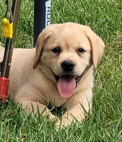 Lexi, English Labrador , a female Labrador Retriever for sale in Geneva, NY – 2 of 10