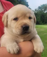 Montana , a female Labrador Retriever for sale in Geneva, NY – 3 of 9