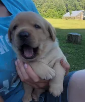 Laredo, English Labrador , a male Labrador Retriever for sale in Geneva, NY – 3 of 10