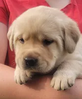 Meadow , a female Labrador Retriever for sale in Geneva, NY – 4 of 9