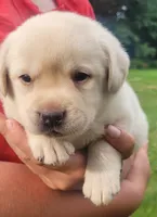 MacGyver , a male Labrador Retriever for sale in Geneva, NY – 4 of 10
