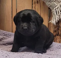 Kenna, a female Labrador Retriever for sale in Geneva, NY – Photo 10 of 10