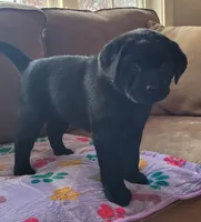 Kenna, a female Labrador Retriever for sale in Geneva, NY – Photo 7 of 10
