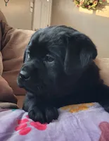 Kenna, a female Labrador Retriever for sale in Geneva, NY – Photo 8 of 10