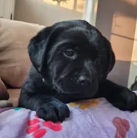 Kenna, a female Labrador Retriever for sale in Geneva, NY – Photo 1 of 10