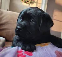 Kenna, a female Labrador Retriever for sale in Geneva, NY – Photo 5 of 10