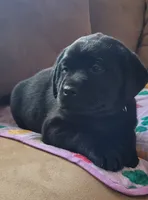 Kenna, a female Labrador Retriever for sale in Geneva, NY – Photo 4 of 10