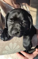 Kiwi, a female Labrador Retriever for sale in Geneva, NY – Photo 3 of 10
