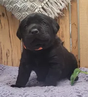 Kiwi, a female Labrador Retriever for sale in Geneva, NY – Photo 8 of 10