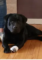 Kiwi, a female Labrador Retriever for sale in Geneva, NY – Photo 10 of 10