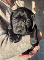 Kiwi, a female Labrador Retriever for sale in Geneva, NY – Photo 7 of 10