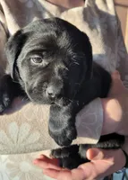 Kiwi, a female Labrador Retriever for sale in Geneva, NY – Photo 2 of 10