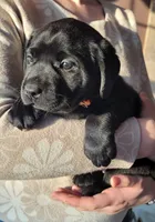 Kiwi, a female Labrador Retriever for sale in Geneva, NY – Photo 5 of 10