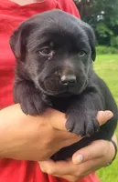 Morgan, a female Labrador Retriever for sale in Geneva, NY – 5 of 10