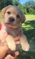 Lexi, English Labrador , a female Labrador Retriever for sale in Geneva, NY – 6 of 10