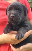 Morgan, a female Labrador Retriever for sale in Geneva, NY – 4 of 10