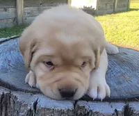 Lexi, English Labrador , a female Labrador Retriever for sale in Geneva, NY – 8 of 10