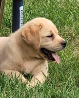 Lexi, English Labrador , a female Labrador Retriever for sale in Geneva, NY – 3 of 10