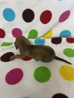 Candy , a female Miniature Dachshund for sale in Heidelberg, MS – 3 of 4