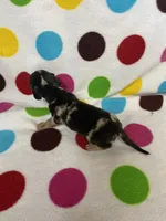 Marley , a female Miniature Dachshund for sale in Heidelberg, MS – 4 of 4