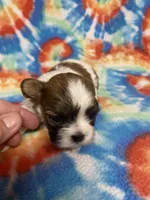 Rex, a male Shih Tzu for sale in Heidelberg, MS – 4 of 4