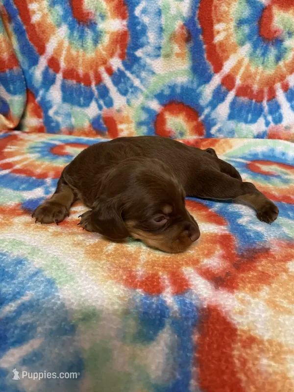 Captain  – Miniature Dachshund puppy for sale in Heidelberg, MS