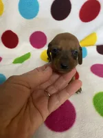 Candy , a female Miniature Dachshund for sale in Heidelberg, MS – 2 of 4