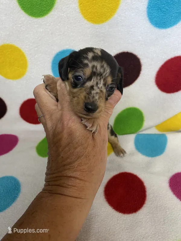 Marley  – Miniature Dachshund puppy for sale in Heidelberg, MS