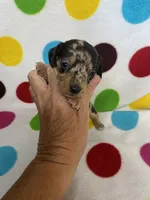 Marley , a female Miniature Dachshund for sale in Heidelberg, MS – 1 of 4