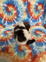 Jack , a male Shih Tzu for sale in Heidelberg, MS – 4 of 4
