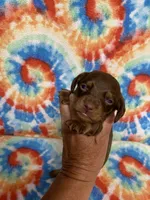Captain , a male Miniature Dachshund for sale in Heidelberg, MS – 2 of 4