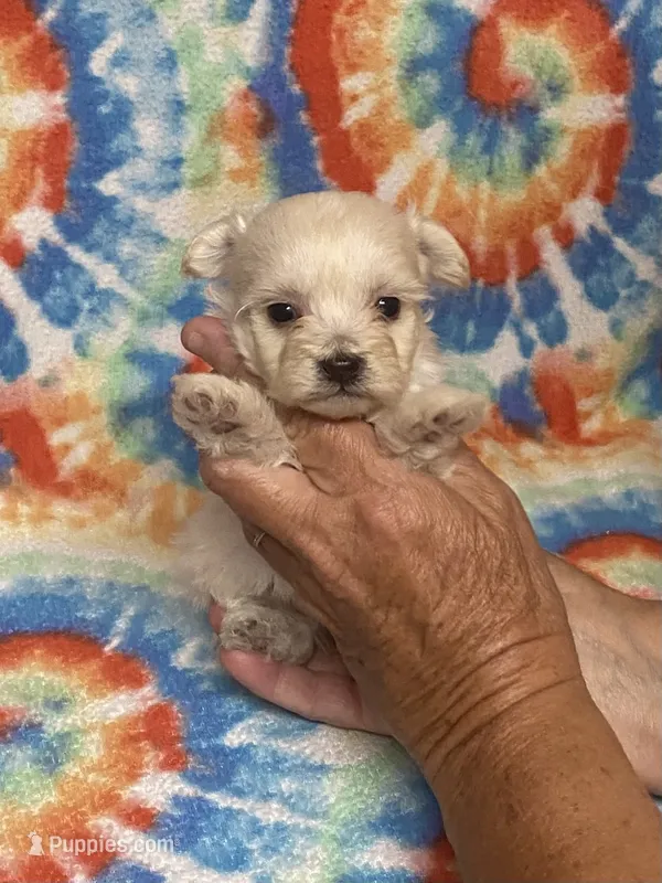 Carley – Maltipoo puppy for sale in Heidelberg, MS