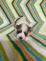 Bella, a female Morkie for sale in Heidelberg, MS – 2 of 4