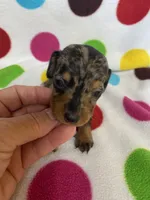 Jessie, a female Miniature Dachshund for sale in Heidelberg, MS – 2 of 5